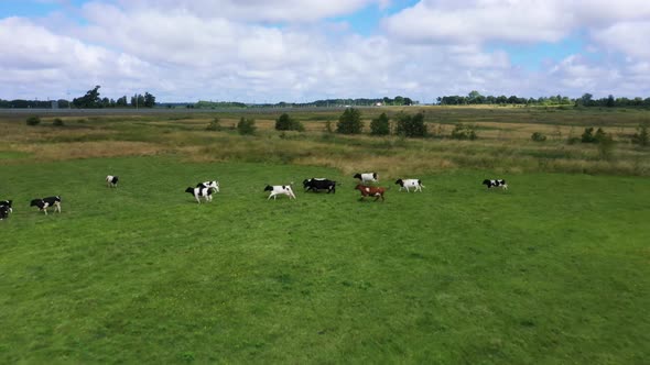 Large Herd of Frightened Cows Runs Along Fresh Green Pasture