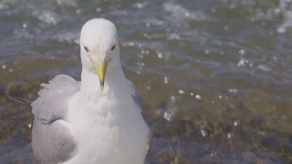 Seagull Closeup Looking Around in River