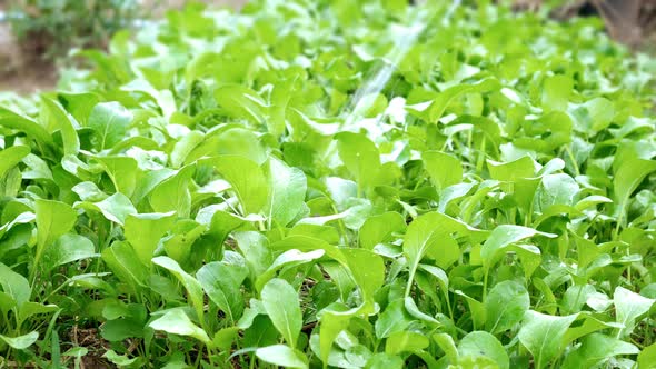 Watering Vegetables  alt