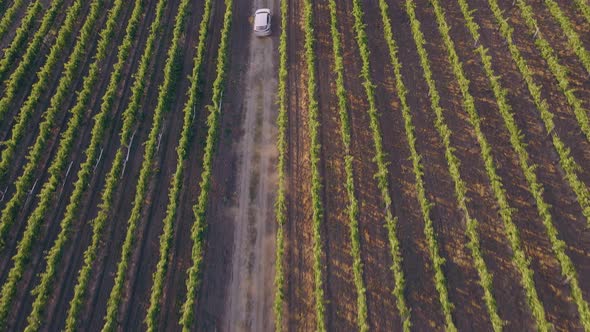 Taking Video From the Top with Drone of Amazing Green Field of Vineyard Concept of Agriculture and alt