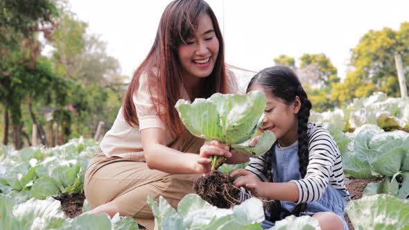 Asian woman, Boy, and girl enjoy on a cabbage farm