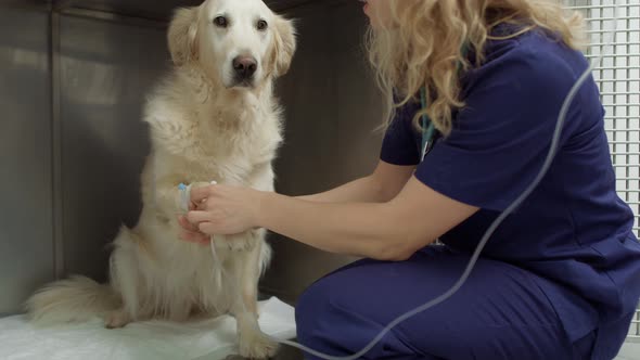 Golden retriever lying in animal hospital with IV drip. Shot with RED helium camera in 4K. alt