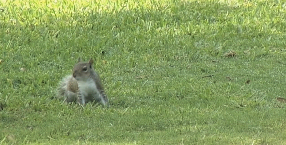 A Roaming Squirrel