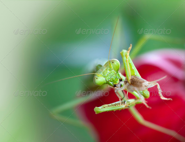 Praying Mantis - Stock Photo - Images