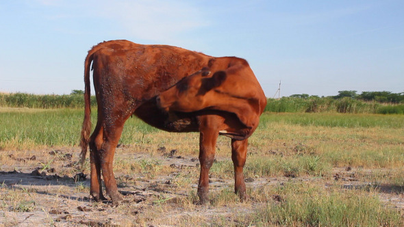 Cow in the Field