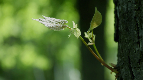 An Ant Crawling on a Tree