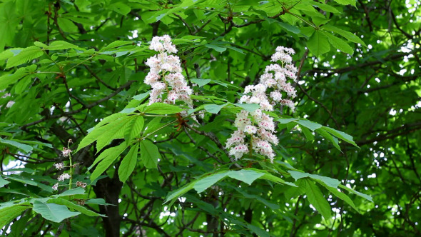 Chestnut Tree