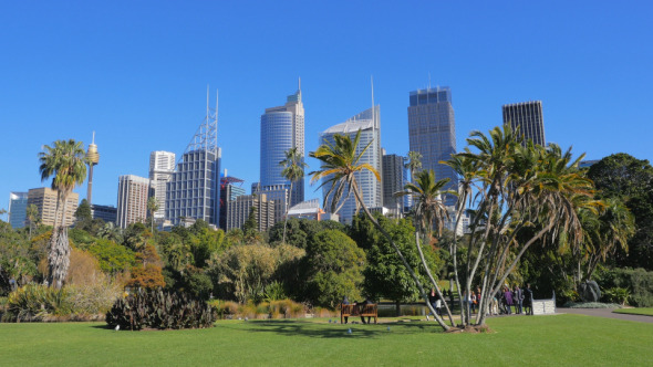 Sydney City Skyline, Royal Botanic Garden