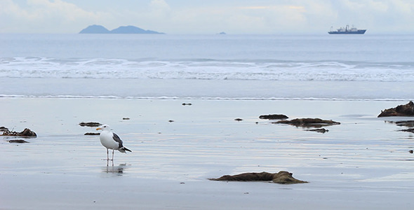 Seagull Reflected at Low Tide