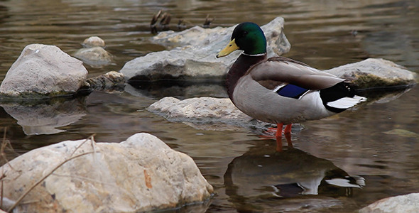 Wild Mallard Duck Preening alt