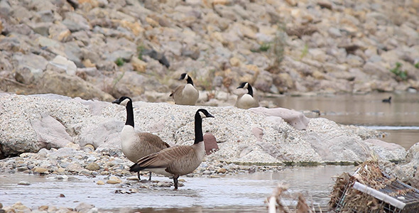 Wild Canada Geese in a Rocky Creek