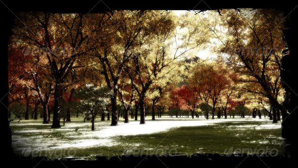 3D Forest - Nature Backgrounds