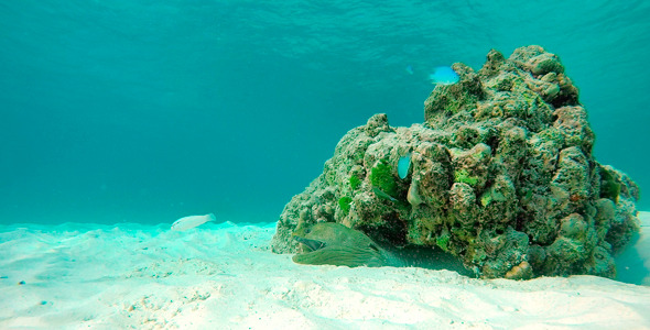 Moray Eel Hunting alt