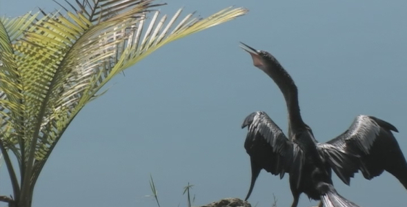 Cormorant by a Lake alt