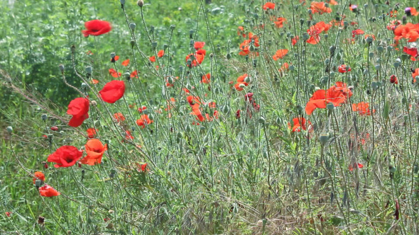 Poppy Field