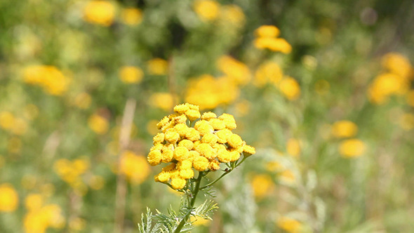 Tansy Flowers On Green Meadow alt