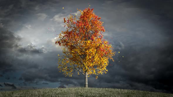 Autumn Maple Tree Overcast Sky