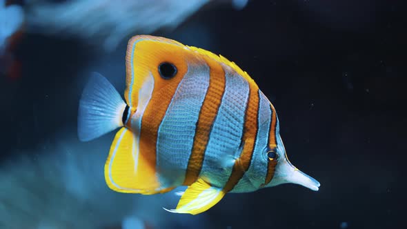 Tropical Yellow And White Striped Fish Swimming In Aquarium  Copperbanded Fish alt