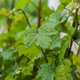 Young Grapevine in The Rain - VideoHive Item for Sale