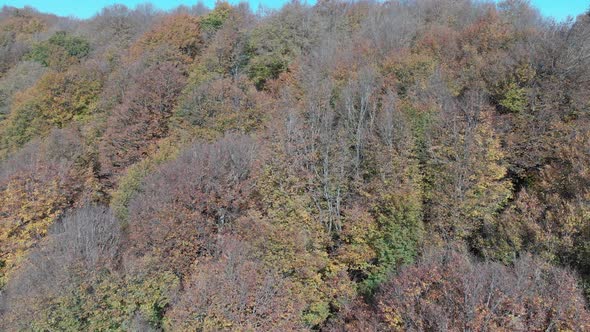 Sabaduri Mountain. Autumn forest. Georgia alt