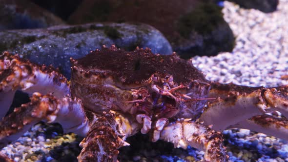 The Kamchatka crab sits underwater and sorts through its claws