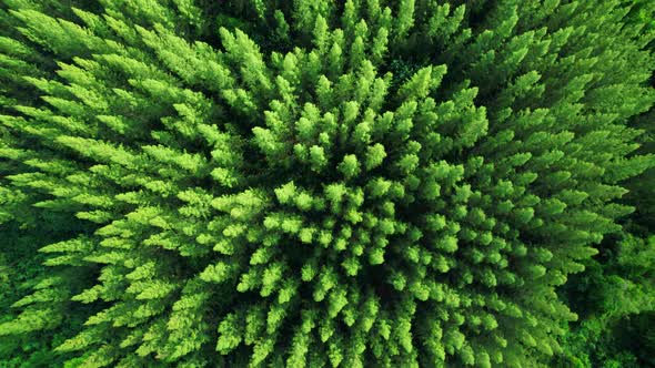 Aerial view from drone over pine forest. 4K alt