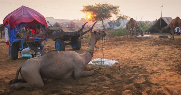 Camels at Pushkar Mela Camel Fair Festival in Field Eating Chewing at Sunrise. Pushkar, Rajasthan alt