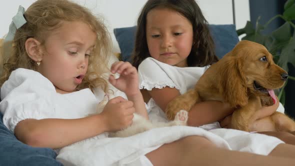 Happy children two little girls playing with cocker spaniel puppy and Scottish Fold kitty on a bed alt