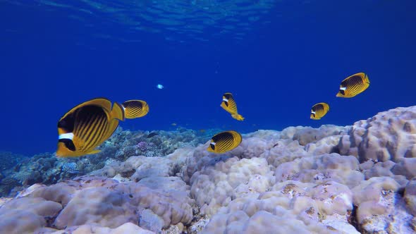 Tropical Sea Fishes Underwater alt