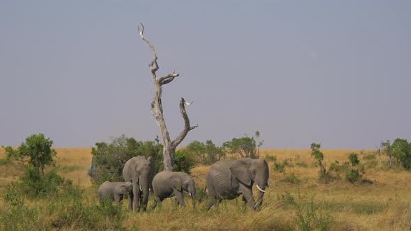 Safari car passing by an elephant family alt
