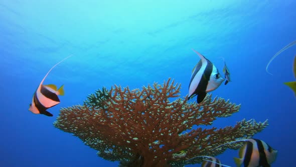 Underwater Sea Coral
