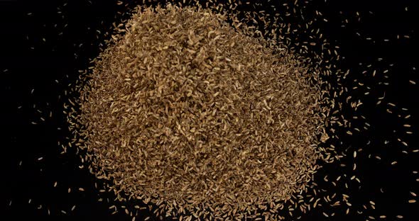 Seeds of Fennel, foeniculum vulgare Exploding against black Background, slow motion 4K alt