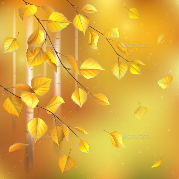 Birch Branches - Seasons Nature