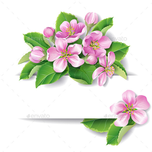 Apple Tree Blossom - Flowers & Plants Nature