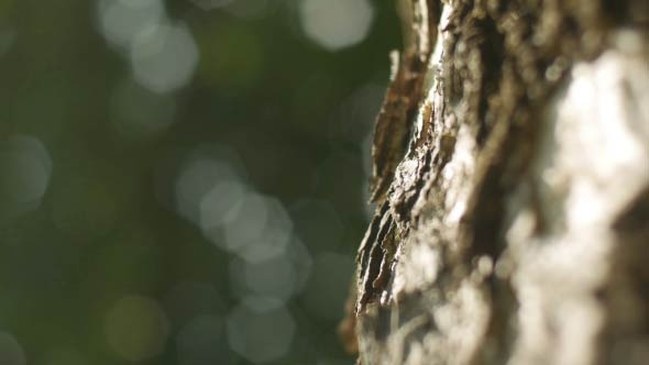 Shoot Tree Dept Of Field alt