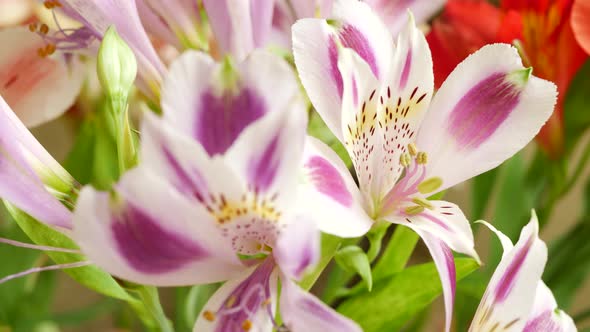 Beautiful Pink, Violet or Purple Lilium Flowers