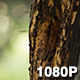 Busy Beehive in the Woods - VideoHive Item for Sale