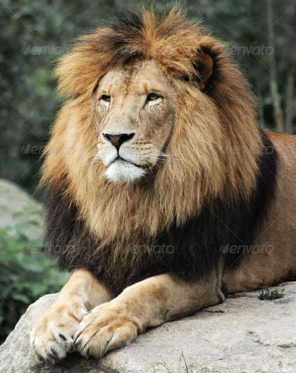 Lion - Stock Photo - Images