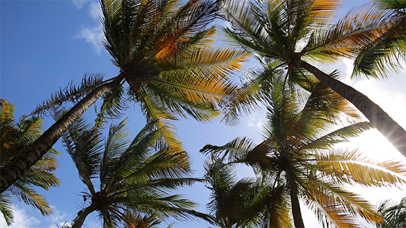 Sunbeams In The Palm Tree