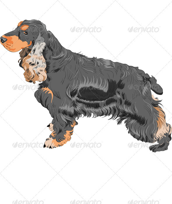 Vector Dog Black English Cocker Spaniel Breed