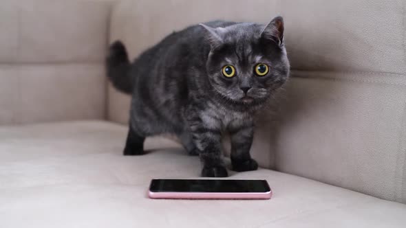 The Cat Behaves Restlessly Next To Smartphone