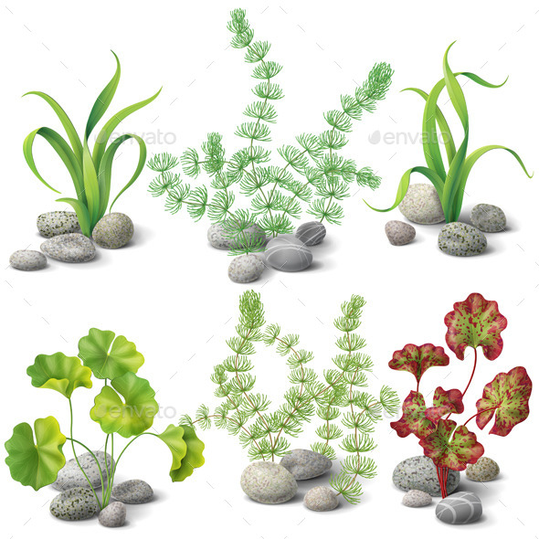 Different Kinds of Algae Set - Flowers & Plants Nature