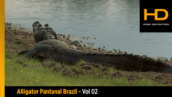 Alligator Pantanal Brazil - Vol 02