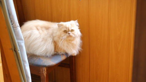 Beautiful White Fluffy Koto alt