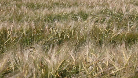 The Field of Wheat