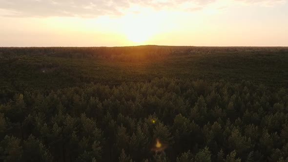 Flying To The Sunset Over The Forest