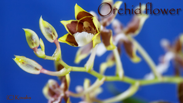 Opening Orchid Flower