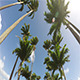 Driving under Palms during a Sun Day Summer Beach - VideoHive Item for Sale