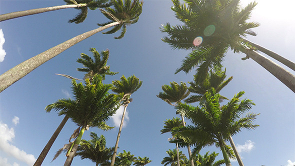 Driving under Palms during a Sun Day Summer Beach