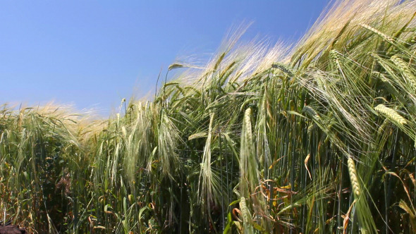 Wheat Field